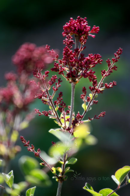 Watching the Lilacs